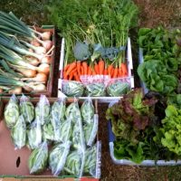 IMG_3865 Food Bank garden produce delivery