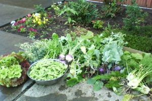 Prolific Garden Produce 7-2-2010